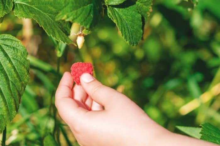 برگ تمشک برای باروری