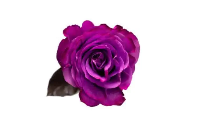 رنگ بنفش