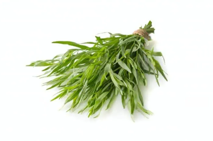 Tarragon