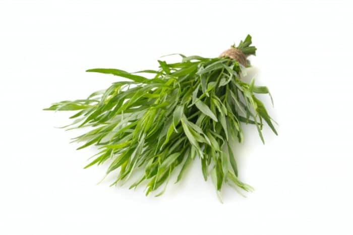 Tarragon