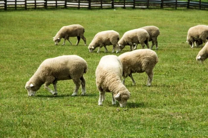 گوسفند قربانی عروس