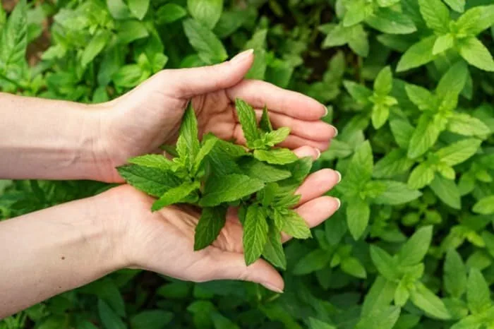 فواید عرق پونه