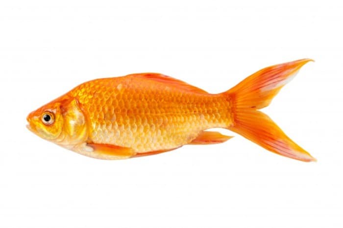 ماهی قرمز نوروز را در رودخانه ها رها نکنید