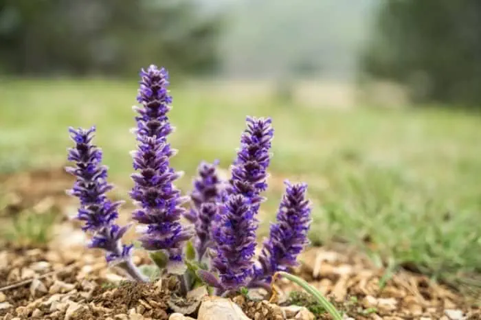 گیاه مریم گلی برای پوست و مو 