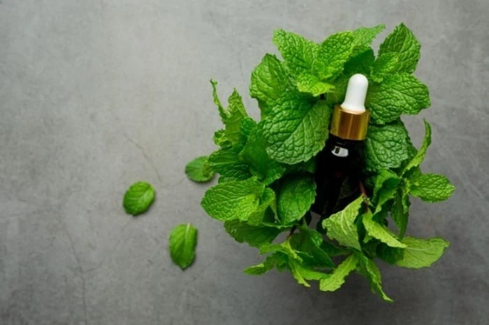 روغن گیاهی