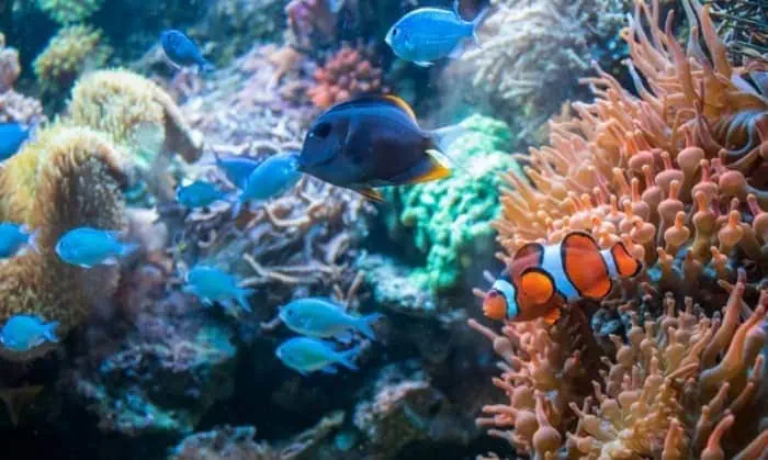 خواص جلبک دونالیلا 