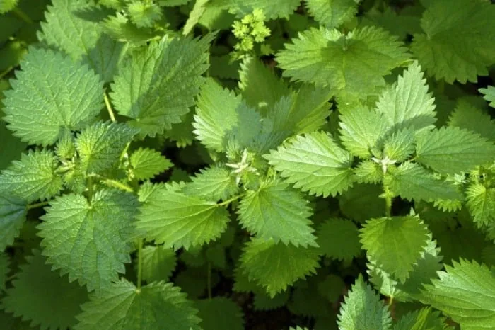 گزنه برای مو