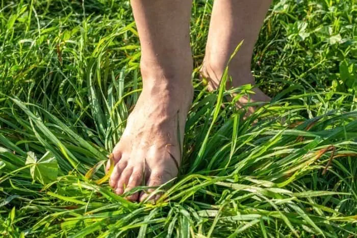 پیاده روی بر روی چمن