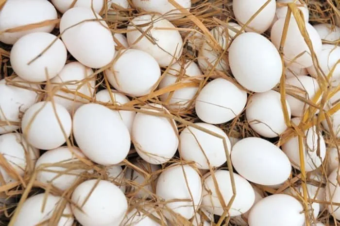 تخم مرغ برای مو