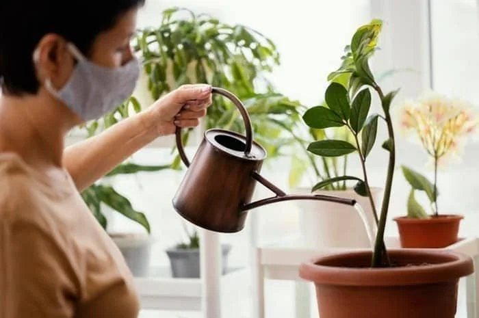 مزایای گیاهان آپارتمانی