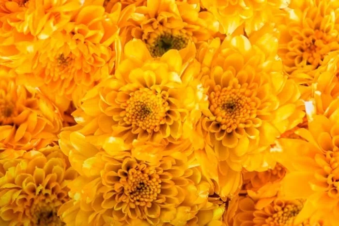گل داوودی