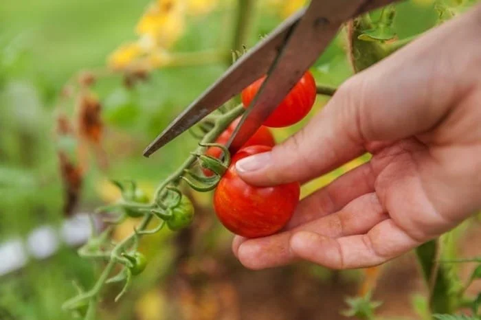 کاشت گوجه فرنگی