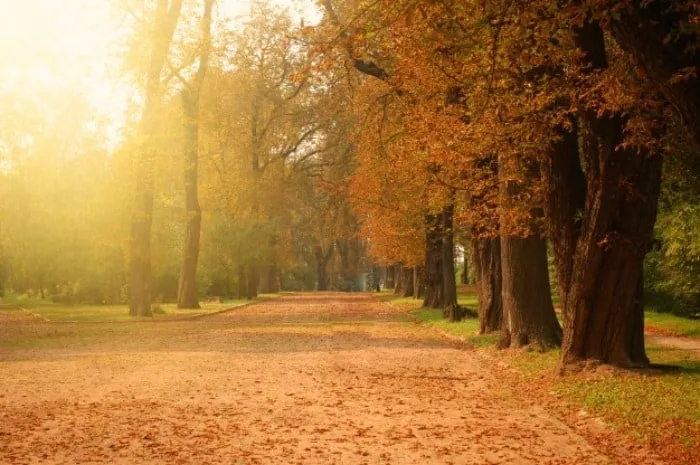 کاربرد برگ پاییزی