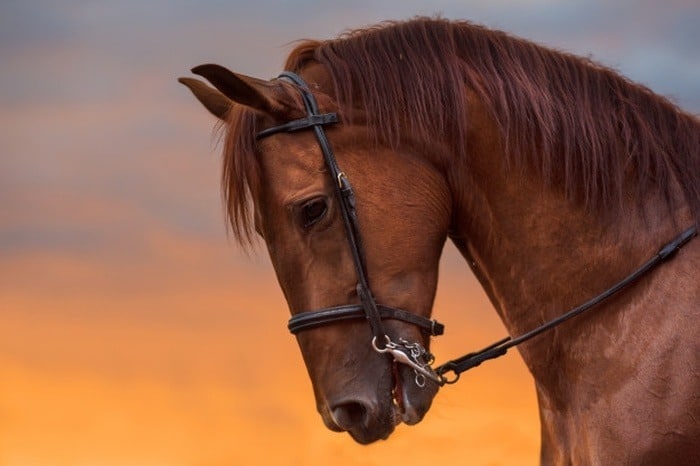 تشخیص جنسیت اسب