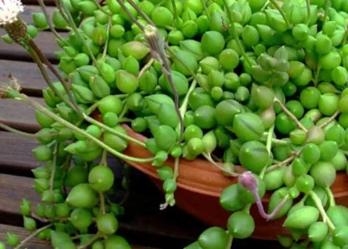 قلمه زدن غوره ایی