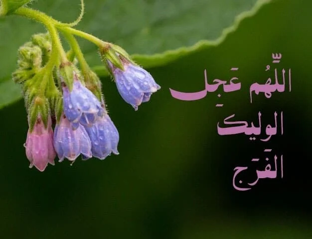 نیمه شعبان