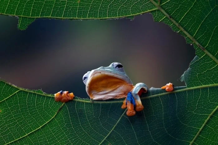 قورباغه پرنده