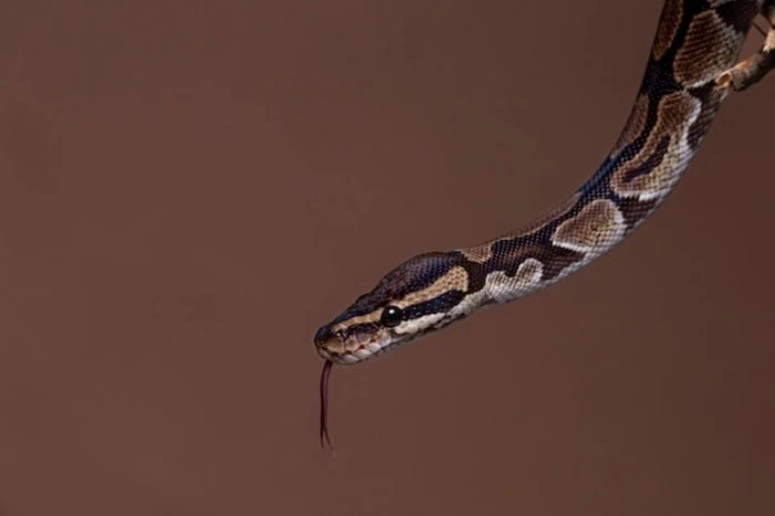 مار