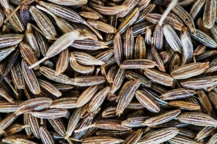 چلغوز 