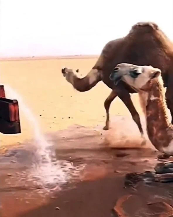 شتر خوشحال