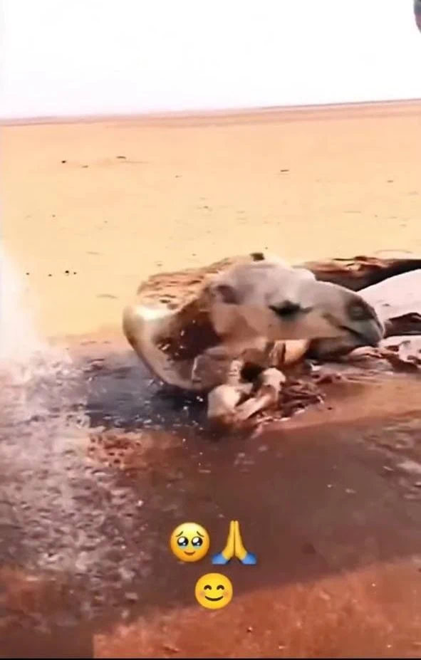 شتر بامزه