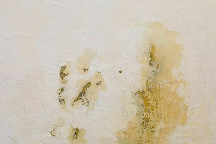 نم دیوار
