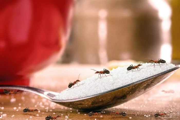 خوردن مورچه در سالاد اسکامول
