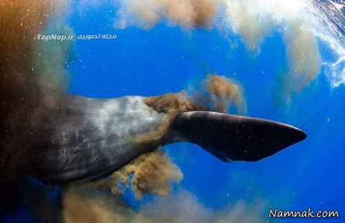 آزاد شدن مدفوع نهنگ در آب