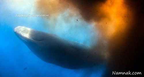 نهنگ غول پیکر در دریا