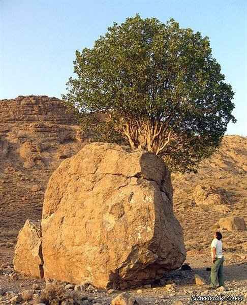 سنگ صبور تک درختی در ارسنجان