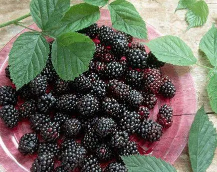 مربای توت سیاه 