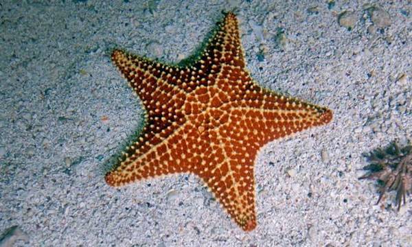 چشم ستاره دریایی