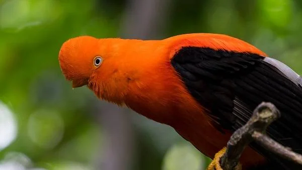 خروس صخره ای آندی