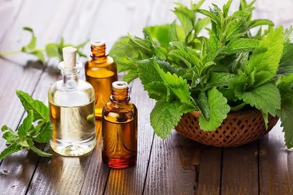 روغن نعناع فلفلی
