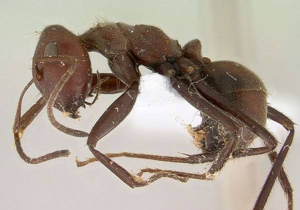 مورچه های انتحاری