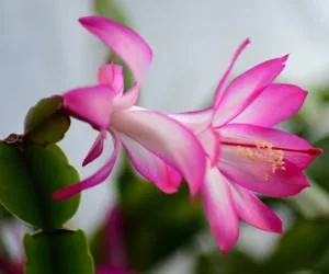 کاکتوس کریسمس