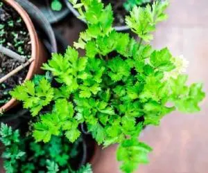 پرورش گیاه دارویی