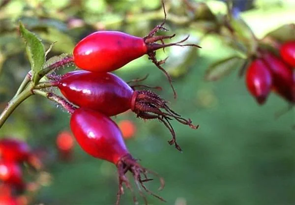  میوه گل رز