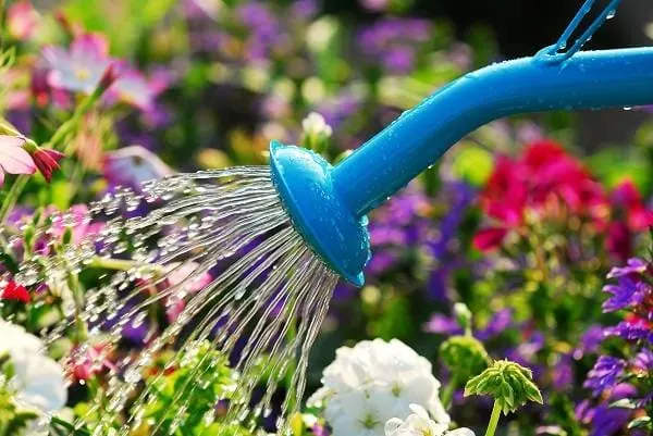 آبیاری کالیسیا