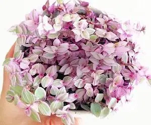 گیاه کالیسیا