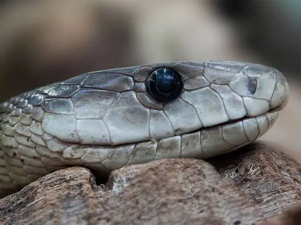 مار مامبای سیاه