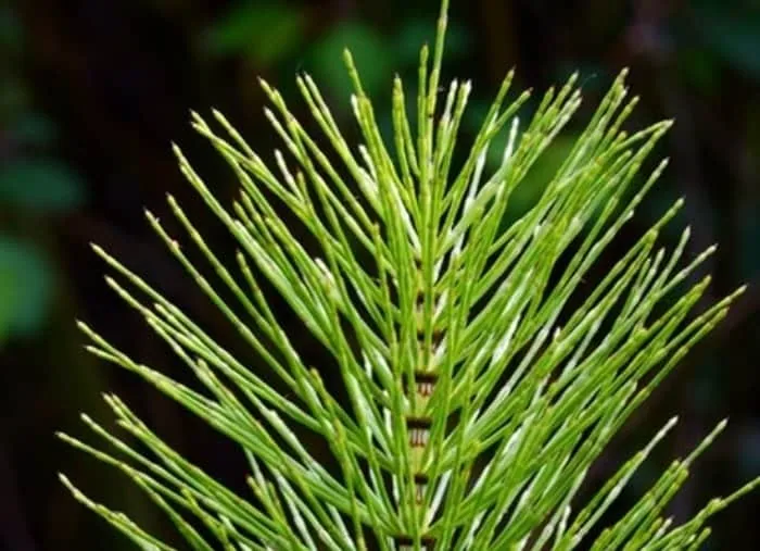 گیاه دم اسبی 