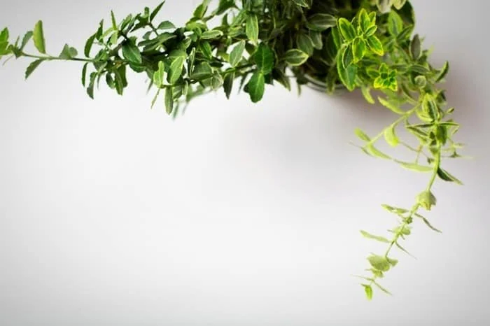 روش تکثیر گیاه شمشاد