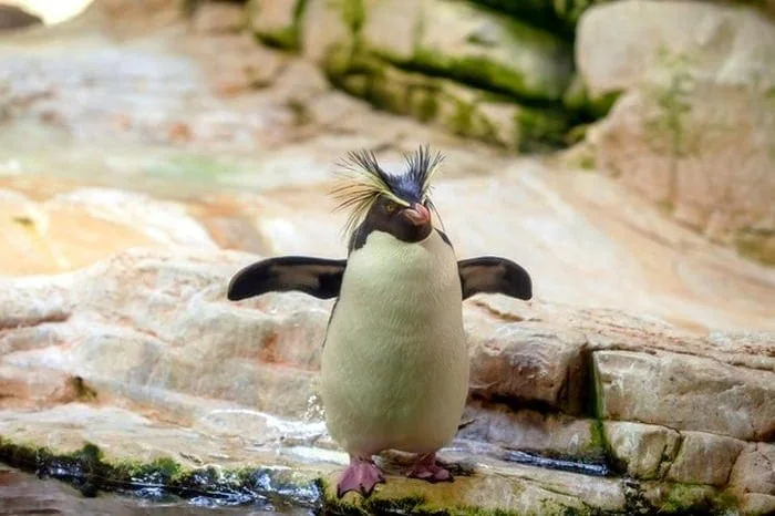  عکس زیبای پنگوئن