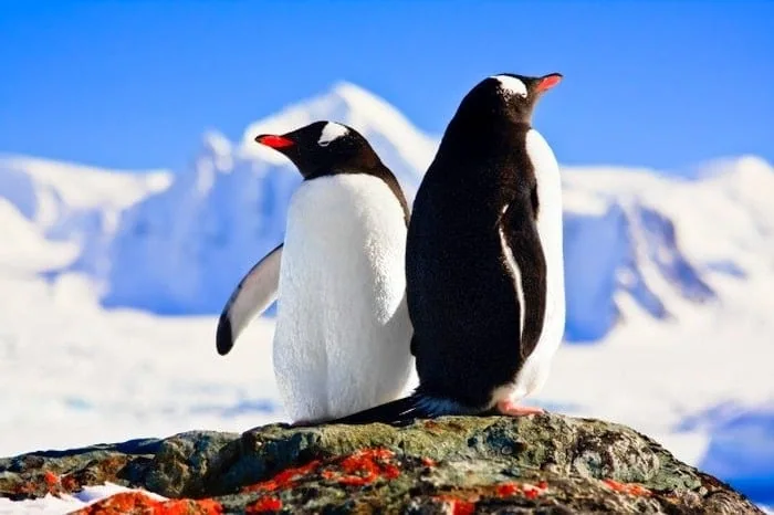  عکس زیبای پنگوئن