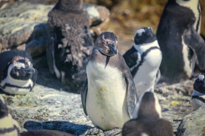 رازهای جالب پنگوئن ها