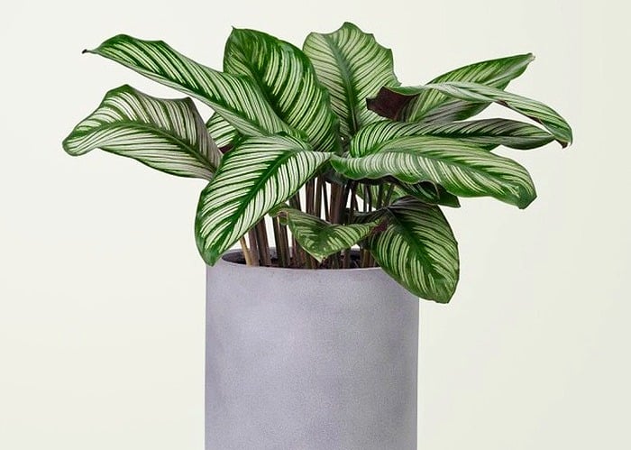 انواع گیاه کالاتیا گیاه کالاتیا اوربیفولیا