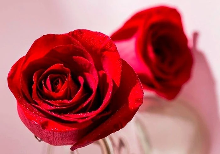 گل رز قرمز 