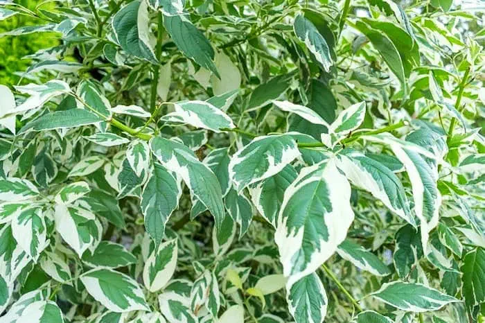 شرایط نگهداری گیاه بنجامین