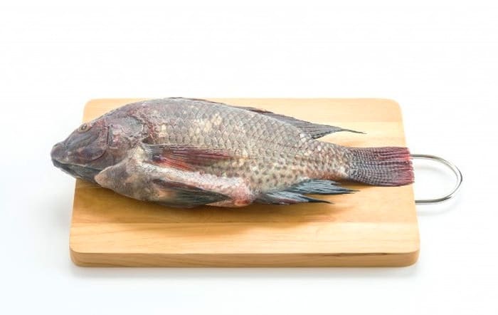 ماهی تیلاپیا